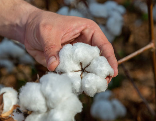 Cotton Ginning
